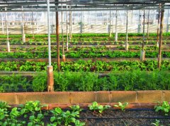 物聯(lián)網(wǎng)技術對農(nóng)業(yè)的作用